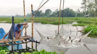 Traditional net fishing in rainy day | Catching huge country fish from flood water