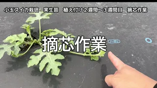 小玉スイカ栽培　ピノガール　1番の初歩　摘芯作業