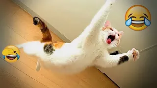 😆😂 New Funny Cats and Dogs Videos 🐱😂 Best Funniest Animals Video 2024 # 51