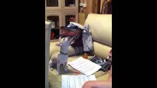 Singing Lucky chihuahua