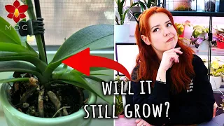 Will this Phalaenopsis Orchid grow anymore? - Monthly Q&A #2