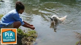 Golden Retriever | Information für Kinder | Pia und die Haustiere