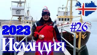 Исландия по нашему #26 Китовое сафари в Хауганесе🐳/Днюха - Полный релакс🎁🐋🏊‍♂️