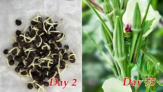 How to grow okra at home | Growing okra from seeds