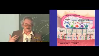 Павел Балабан - Нейронные механизмы восприятия запахов