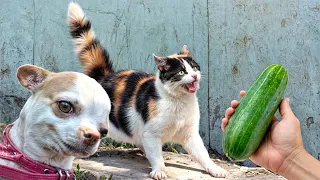 😹🐶 Funniest Cats And Dogs Videos 😁 - Best Funny Animal Videos 2024 🥰 Part7