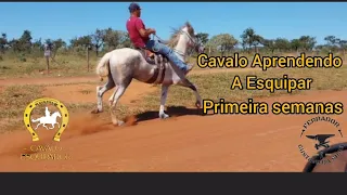 Cavalo Aprendendo a Esquipar Primeiras Semanas