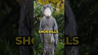 The Living Dinosaur: Shoebill Stork #shorts