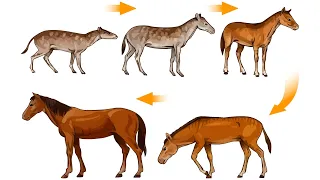 Эволюция лошади (рассказывает палеонтолог Ярослав Попов)