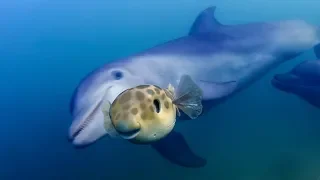 Delfiny bawią się w łapanie rozdymki | Szpiedzy wśród zwierząt