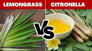 LEMONGRASS vs CITRONELLA Essential Oil: Are they the SAME?