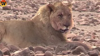 15 Crazy Moments! Creatures Defeating and Injured Lion, What Happened? Animal World