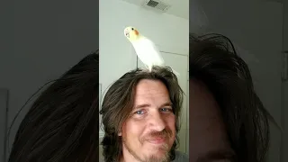 Our Cockatiel Getting Better at Singing Don't Worry Be Happy