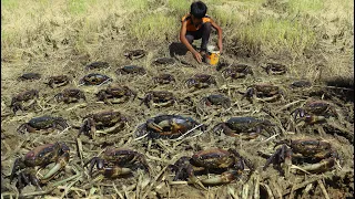 OMG Amazing fishing Craps! a fisherman catch crap at rice field after the harvest rice by hand skill