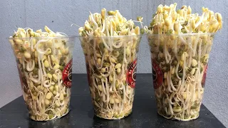 Methods of growing bean sprouts with plastic cups, few people know