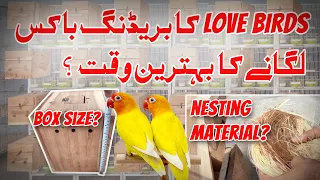 The Right Time to Provide a Breeding Box for Love Birds | AR Fancy Birds #lovebird #birds #breeding