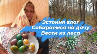 Эстония влог.Сборы на дачу.Мама накупила нам в дорогу.Новые покрышки.Мы на даче на Чудском озере!