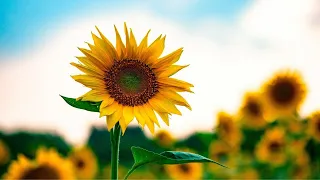 Sunflowers | Classical Music