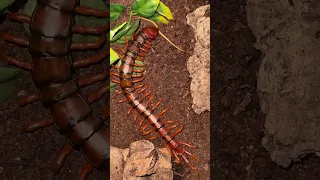 Scolopendra sp White Beard eating.