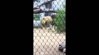 Lions at the San Diego Zoo