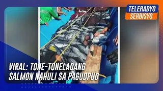 VIRAL: Tone-toneladang salmon nahuli sa Pagudpud | TeleRadyo Serbisyo