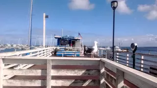 Monterey bay seagull