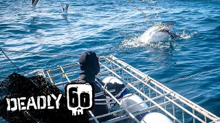 Mad or Brave? Great White Shark Encounter | Deadly 60 | BBC Earth Kids