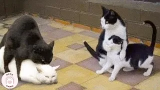 Cats Are Crazy😹 Funniest Cat Videos to Keep You Smiling