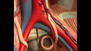 Pelvic Arteries