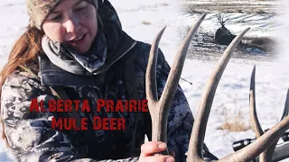 Southern Alberta Prairie Mule Deer Hunt - Last Day of The Season!