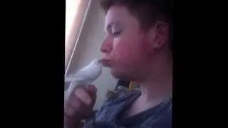 Budgie giving kisses