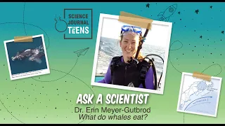 Ask a Scientist: Dr. Erin Meyer-Gutbrod - What do whales eat?