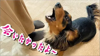 大好きなお姉ちゃんに初めて20日以上会えなかった愛犬がお姉ちゃんに再会して大喜びする様子 #ミニチュアダックスフンド #dog #ワンコ #かわいい犬 #dachshund #再会 #賢い犬 #可愛い