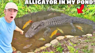 ALLIGATOR Snuck into My POND & ATE My FISH!