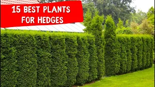 15 BEST PLANTS FOR HEDGES 🍀 IDEAS landscaping design