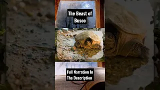 The Beast Of Busco #folklore #turtle