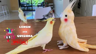 Trick Birds with a fake one on April Fools Day