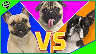 French Bulldog vs Boston Terrier vs Pug - Which One Is Best? Dog vs Dog
