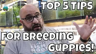 Top 5 Guppy Breeding Tips