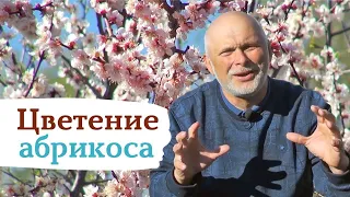 Как получить максимальный урожай абрикоса! Следим за цветением!