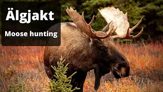 Moose hunting - The best of Swedish hunting 2020