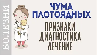 Чумка собак. Симптомы и домашняя диагностика чумы у собак.