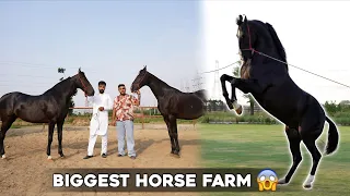 India’s Biggest Horse Farm in Moga Punjab😱