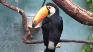 Toco Toucans at the Copenhagen Zoo