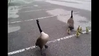 Crazy!!! Canada goose attack!!!