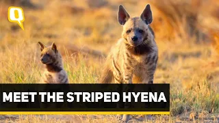 Wild You Were Sleeping Episode 6: Meet the Striped Hyena | The Quint