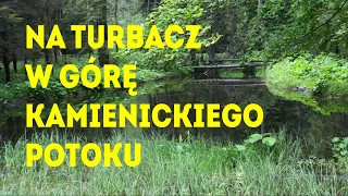 Na Turbacz w górę Kamienickiego Potoku