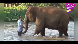 Elephants Ran To Reunion With The Favorite People Who Away For 14 Months - Viral video HD