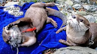 We went to the place where Aty and I first camped after 3 years [Otter Life Day 773]