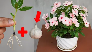 This Way Helps You To Have A Beautiful Coconut Flower Pot, Easy Coconut Flower Care Instructions